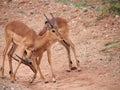 Male Impala Sparring Royalty Free Stock Photo