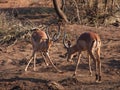 Male impala sparring Royalty Free Stock Photo