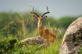 Male impala stands behind rocks eyeing camera Royalty Free Stock Photo