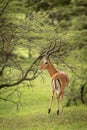 Male impala stands looking round in trees Royalty Free Stock Photo