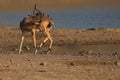 Male impala stands in a sandy environment near a lake, with a flock of Oxpeckers perched on its back