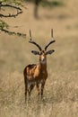 Male impala stands in shade of tree Royalty Free Stock Photo