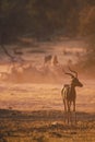Male of impala in sunset light Royalty Free Stock Photo