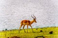 Male Impala at a watering hole in Kruger National Park Royalty Free Stock Photo