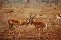 Male Impalas in a battle