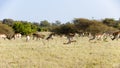 Male impalas awaking