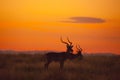 Male Impalas silhouetted at sunrise