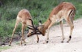 Male impalas sort things out with their horns