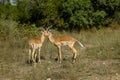 Male impalas in the wild