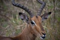 Male impale at Hluhluwe National Park