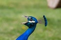 a male Indian Blue Peacock (Pavo cristatus) calling with his mouth open Royalty Free Stock Photo