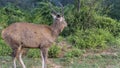 Male Indian deer sambar Rusa unicolor close-up.