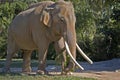 Male Indian Elephant Royalty Free Stock Photo