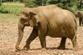 Male Indian elephant Royalty Free Stock Photo