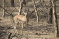 male Indian gazelle or chinkara standing among trees in the winter Indian forest Royalty Free Stock Photo