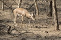 Male Indian gazelle or chinkara that walks through a bush forest Royalty Free Stock Photo