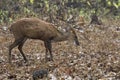 Male Indian muntjac or barking deer that is grazing in the woods