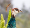 Male Indian Peacock Head