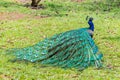 Male indian peacock Pavo cristatus with folded tail