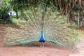 Male indian peacock Pavo cristatus with opened tail Royalty Free Stock Photo