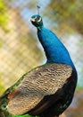 Male indian peacock (Pavo cristatus) in a zoo Royalty Free Stock Photo