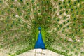 Male indian peacock showing its tail. An open tail with bright feathers Royalty Free Stock Photo