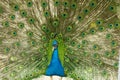 Male indian peacock showing its tail. An open tail with bright feathers Royalty Free Stock Photo