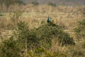 Male Indian Peafowl bird resting on a Lantana plant or tree at jim corbett national park or tiger reserve uttarakhand india Royalty Free Stock Photo