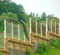 Male Indian Peafowl - Common Peacock - sitting on a Fence