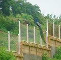 Male Indian Peafowl - Common Peacock - sitting on a Fence