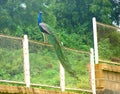 Male Indian Peafowl - Common Peacock - sitting on a Fence