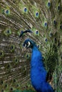 Male Indian Peafowl displaying tail feathers Royalty Free Stock Photo