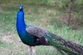 Male Indian peafowl in the forest Royalty Free Stock Photo