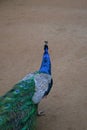 Male Indian Peafowl pavo cristatus - peacock - walking away Royalty Free Stock Photo