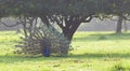 A Male Indian Peafowl - Peacock - Pavo Cristatus - Dancing under a Mango Tree in a Grass Field in an Indian Village Royalty Free Stock Photo