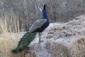 Male Indian peafowl that stands on a small rock on a winter morni Royalty Free Stock Photo