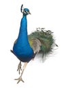 Male Indian Peafowl walking