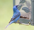 Male Indigo Bunting