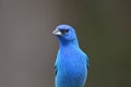Male Indigo Bunting bird sits perched in a tree Royalty Free Stock Photo