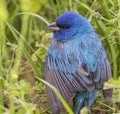 Indigo bunting close up