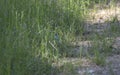 Male Indigo Bunting near a Road