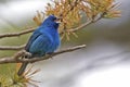 Male Indigo Bunting, Passerina cyanea, in song