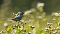 Male indigo bunting standing on wildflowers