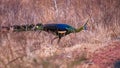 male Indonesian peafowl or pavo cristatus or peacock in natural scenic winter season forest or jungle at Baluran national park