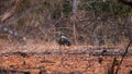 male Indonesian peafowl or pavo cristatus or peacock in natural scenic winter season forest or jungle at Baluran national park