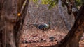 male Indonesian peafowl or pavo cristatus or peacock in natural scenic winter season forest or jungle at Baluran national park