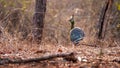 male Indonesian peafowl or pavo cristatus or peacock in natural scenic winter season forest or jungle at Baluran national park