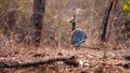 male Indonesian peafowl or pavo cristatus or peacock in natural scenic winter season forest or jungle at Baluran national park