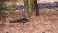 male Indonesian peafowl or pavo cristatus or peacock in natural scenic winter season forest or jungle at Baluran national park