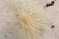 Male inflorescence Beach spinifex hirsutis